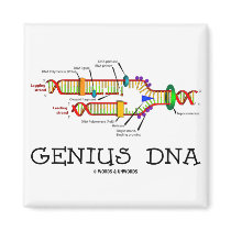 Genius DNA (DNA Replication Humor) magnets by wordsunwords Genius DNA (DNA Replication Humor) magnets