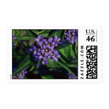 Gentiana Kurroo flowers Stamps