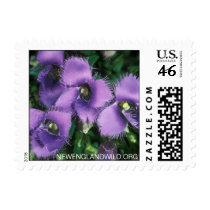 Gentianopsis crinita, greater fringed-gentian postage