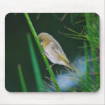 Gentle as can be little bird mouse pads