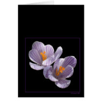 Gentle Blessings cards by StarLily Gentle Blessings cards