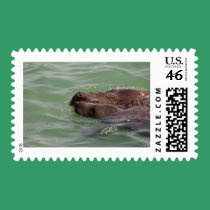 Gentle Love postage