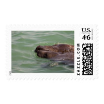 Gentle Love Stamp