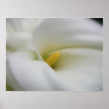 Gentle Love/ White Calla Lily Print