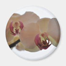 Gentle Orchid Photography Magnet