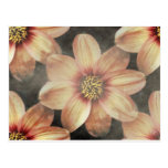 Gentle Pastel Floral Cards Post Card