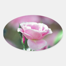 Gentle pink rose and rose buds oval sticker