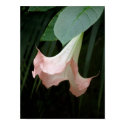 Gentle posters