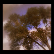 Gentle Tree posters