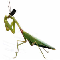 Gentleman Mantis photo sculptures