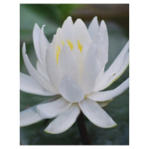 Gently White flyers