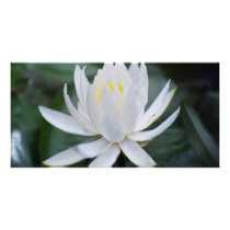 Gently White photo cards