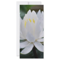 Gently White rack cards