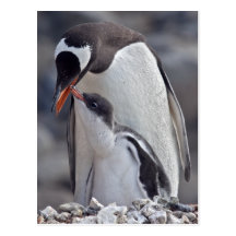 Gentoo and Chick Postcard