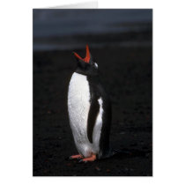 Gentoo Penguin Greeting Cards