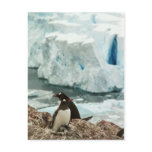 Gentoo Penguin Family Postcard