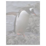 Gentoo Penguin Letterhead Template