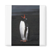 Gentoo Penguin Fridge Magnet
