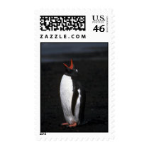 Gentoo Penguin Postage Stamps