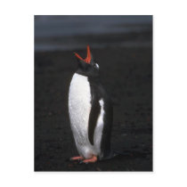 Gentoo Penguin Postcards