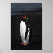 Gentoo Penguin Poster