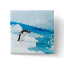gentoo penguin, Pygoscelis Papua, jumping off an