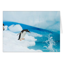 gentoo penguin, Pygoscelis Papua, jumping off an