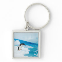 gentoo penguin, Pygoscelis Papua, jumping off an