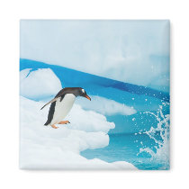 gentoo penguin, Pygoscelis Papua, jumping off an
