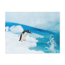 gentoo penguin, Pygoscelis Papua, jumping off an