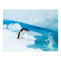 gentoo penguin, Pygoscelis Papua, jumping off an Post Cards