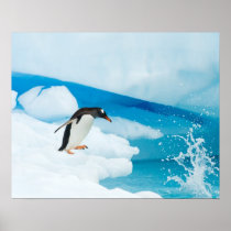 gentoo penguin, Pygoscelis Papua, jumping off an