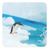 gentoo penguin, Pygoscelis Papua, jumping off an