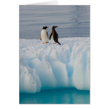 gentoo penguin, Pygoscelis Papua, on glacial ice Card