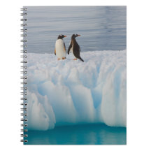 gentoo penguin, Pygoscelis Papua, on glacial ice Notebook