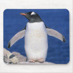 Gentoo Penguin Pygoscelis papua) Port mousepads