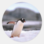 Gentoo Penguin Round Sticker