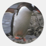 Gentoo Penguin Stickers