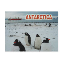 Gentoo Penguins, Antarctic Peninsula Post Card