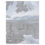 Gentoo Penguins Personalized Letterhead