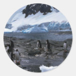 Gentoo Penguins Round Sticker