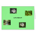 Geocache - Find Treasures cards by TagGal Geocache - Find Treasures cards