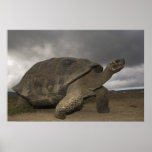 Geochelone de la tortuga gigante de las Islas Galá Impresiones