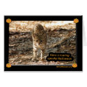 geoffroy-cat-012 cards