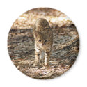 geoffroy-cat-012 magnets