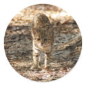 geoffroy-cat-012 stickers