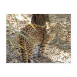 geoffroy-cat-013 post card