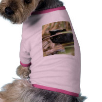 geoffroy-cat-014 pet clothing by BCRcats geoffroy-cat-014 pet clothing