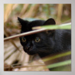 geoffroy-cat-014 poster