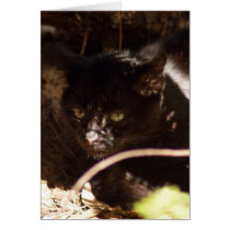 geoffroy-cat-016 cards